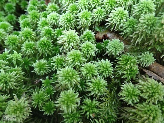 Sphagnum wulfianum